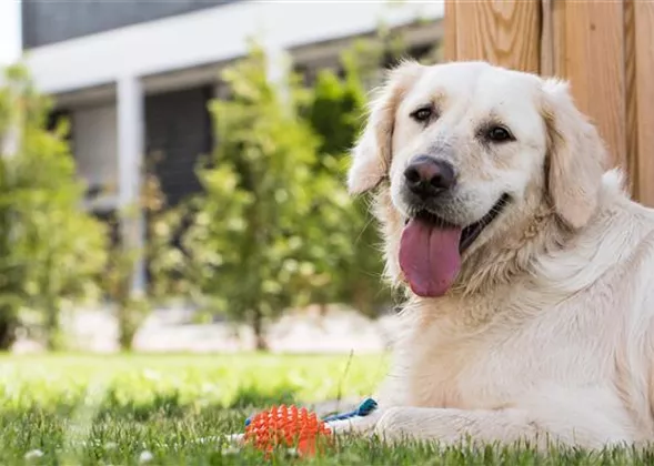 Alle wichtigen Tierfeiertage im Überblick