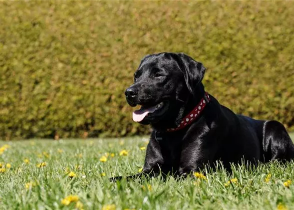 Fellpflege beim Hund – Streicheleinheiten für die Gesundheit