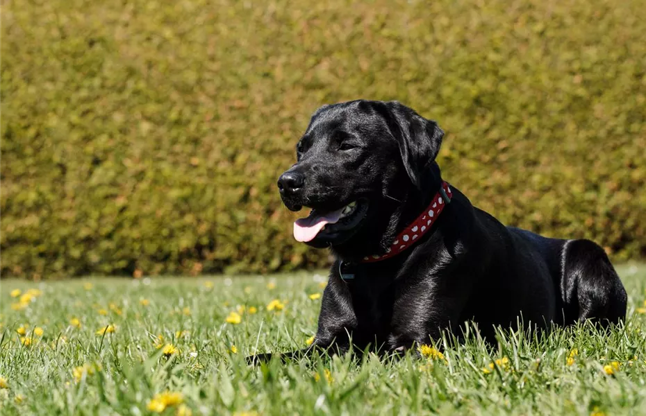 Fellpflege beim Hund – Streicheleinheiten für die Gesundheit