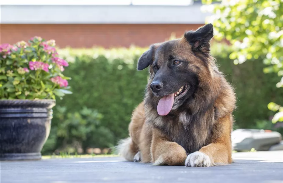 Fellpflege beim Hund – Streicheleinheiten für die Gesundheit