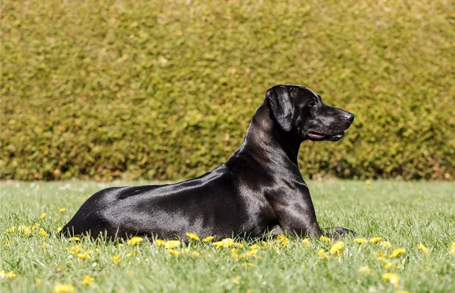 Fellpflege beim Hund – Streicheleinheiten für die Gesundheit