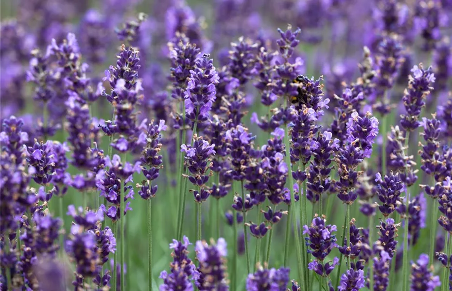 Aromatherapie bei Hund und Katze - Lavendel zur Beruhigung