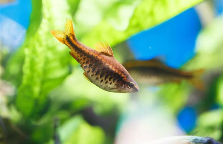 Fische für Anfänger: Der erste Besatz im Aquarium