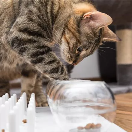 Do it yourself – Intelligenzspielzeug für Katzen selber basteln