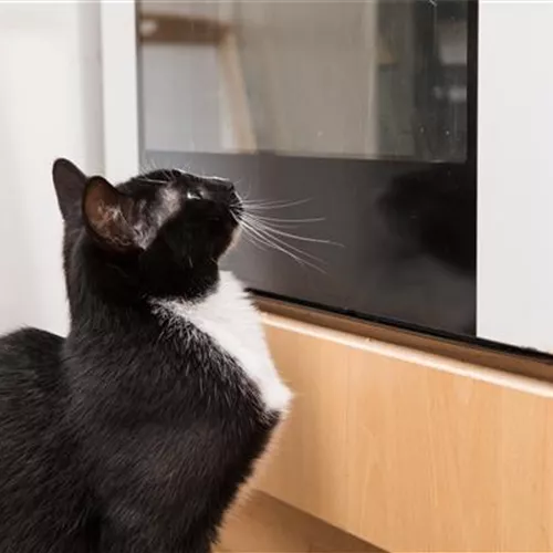 Gift im Haushalt: Gefahr für Hund und Katze