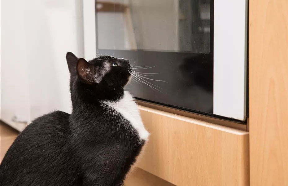 Gift im Haushalt: Gefahr für Hund und Katze