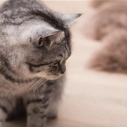 Nachwuchs bei Hund und Katze – niedlich und anspruchsvoll