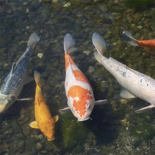 Der Koi – ein Juwel im Gartenteich