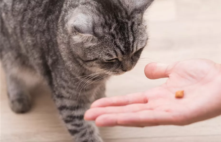 Do it yourself – Eine Futterbar für Katzen selber bauen