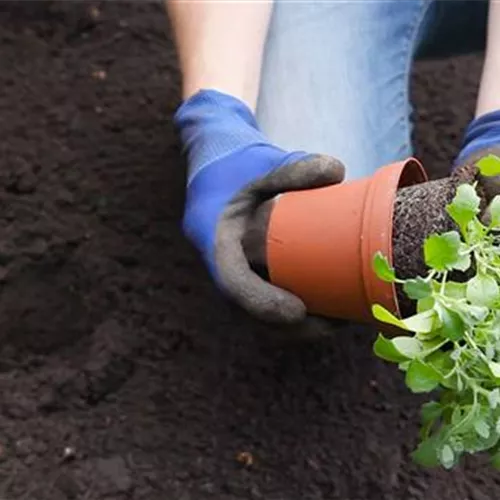 Blaukissen - Einpflanzen im Garten Blaukissen - Einpflanzen im Garten