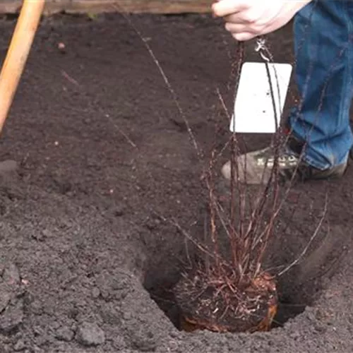 Strauchspiere - Einpflanzen im Garten Strauchspiere - Einpflanzen im Garten
