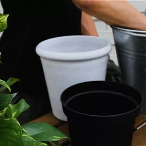 Efeutute - Umtopfen Efeutute - Umtopfen