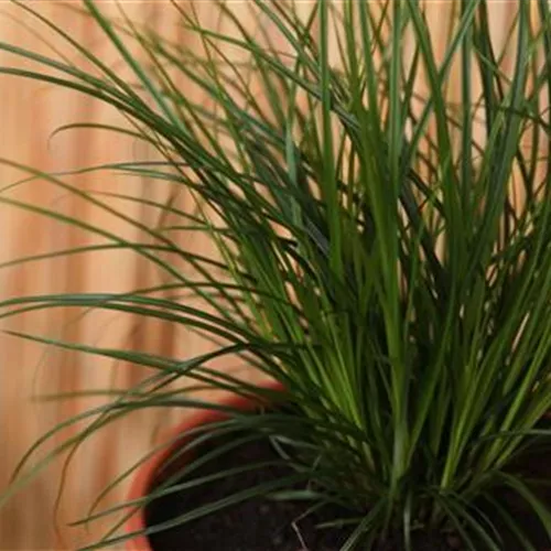 Gartensegge - Einpflanzen in ein Gefäß Gartensegge - Einpflanzen in ein Gefäß
