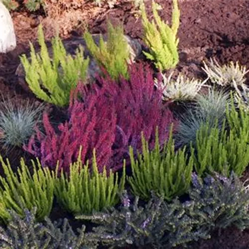 Ein Heidebeet anlegen Ein Heidebeet anlegen