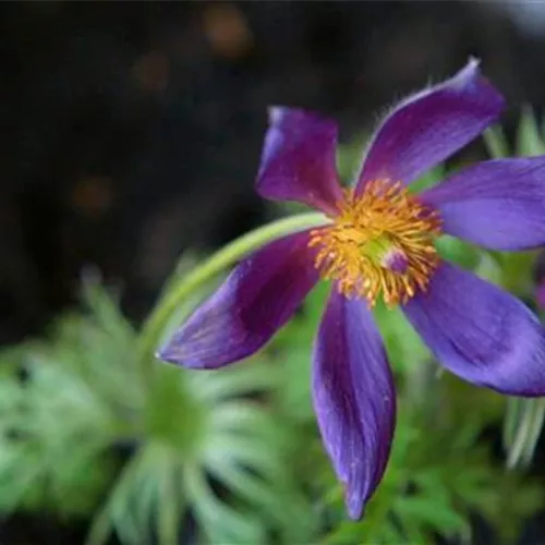 Küchenschelle - Einpflanzen im Garten