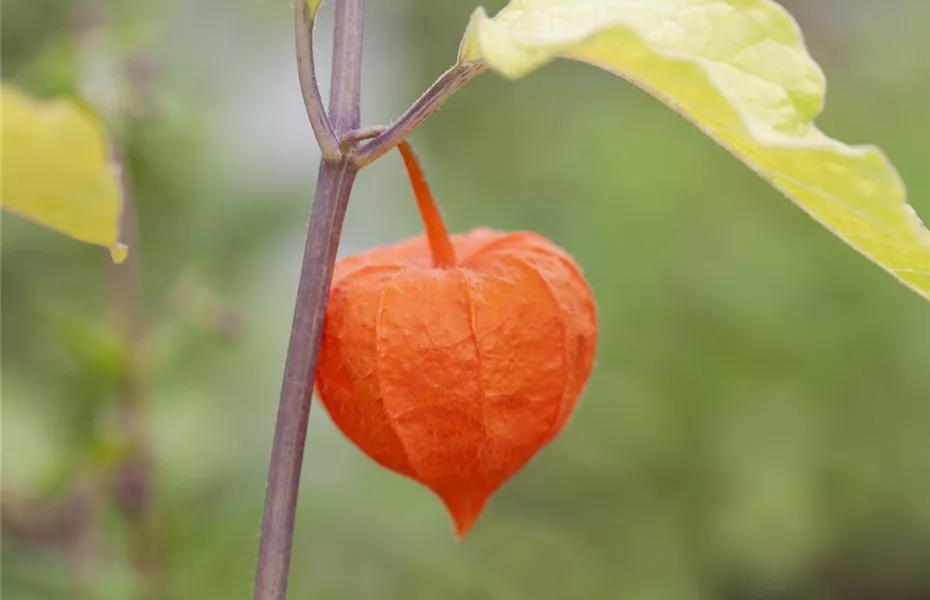 Exotische Früchte gedeihen auch im eigenen Garten