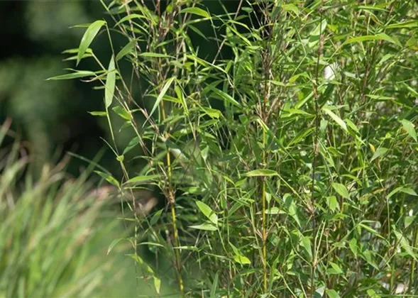 Bambus – das exotische Multitalent im Garten