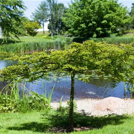 Gartenteich easy going - so klappt's