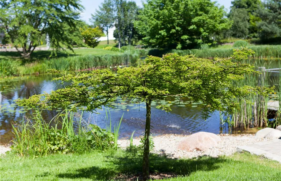 Gartenteich easy going - so klappt's