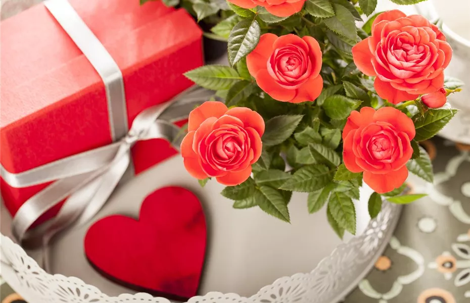 Eine Blume sagt mehr als tausend Worte – die Sprache der Blumen