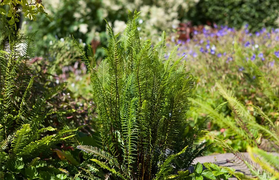 Feuchtzonen im Garten