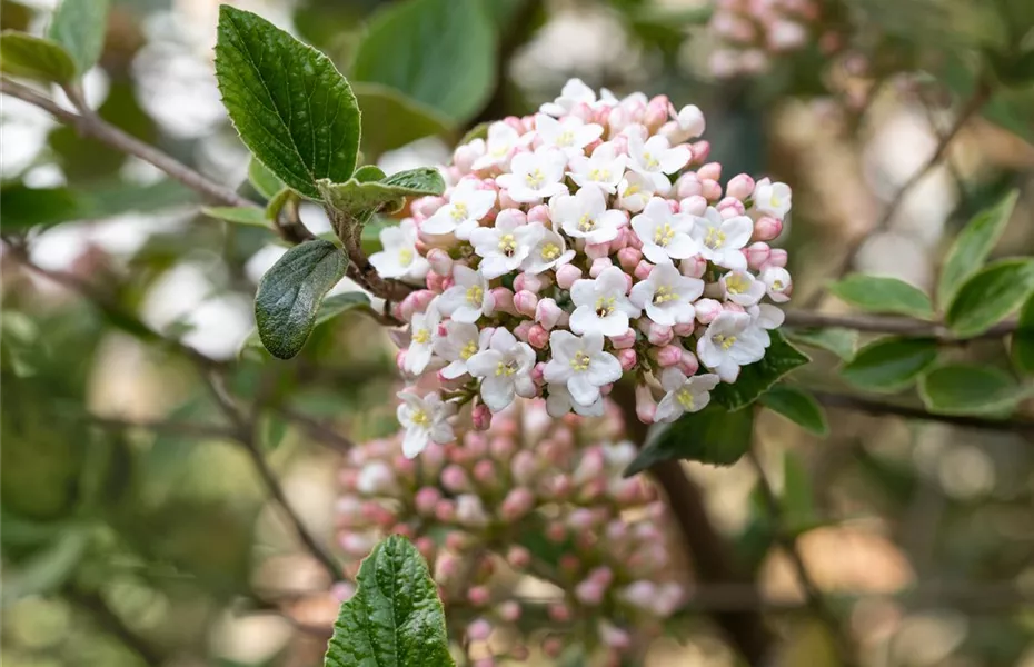 Das Garten-Paradies für Osterhase und Co.