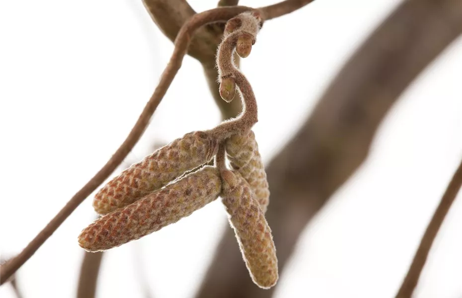 Säen und Pflanzen: Wie sich Kinder fürs Gärtnern begeistern lassen
