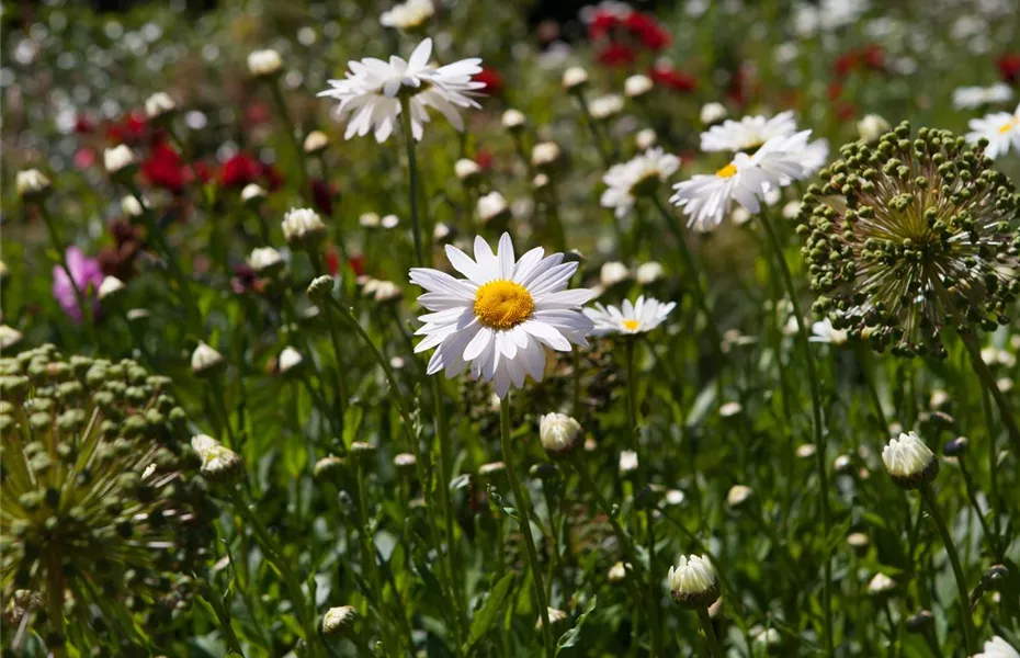 Zurück zur Natur – die Wildblumenwiese ist ein großer Schritt dahin