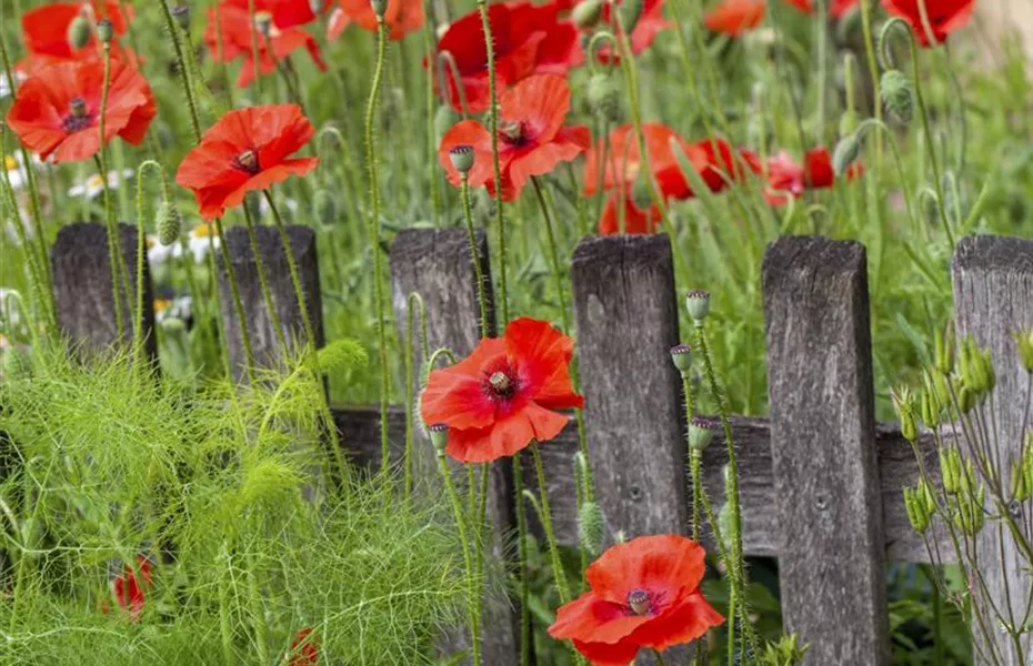 Zurück zur Natur – die Wildblumenwiese ist ein großer Schritt dahin