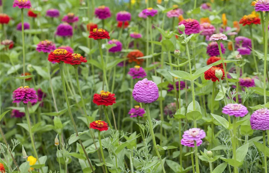 Zurück zur Natur – die Wildblumenwiese ist ein großer Schritt dahin