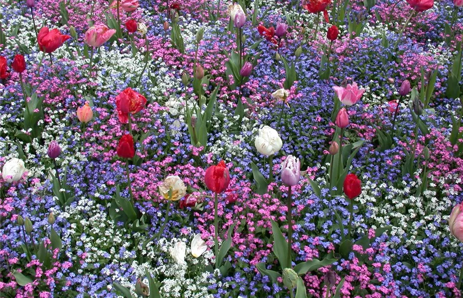 Die Frühblüher – Stars und Sternchen im Frühling