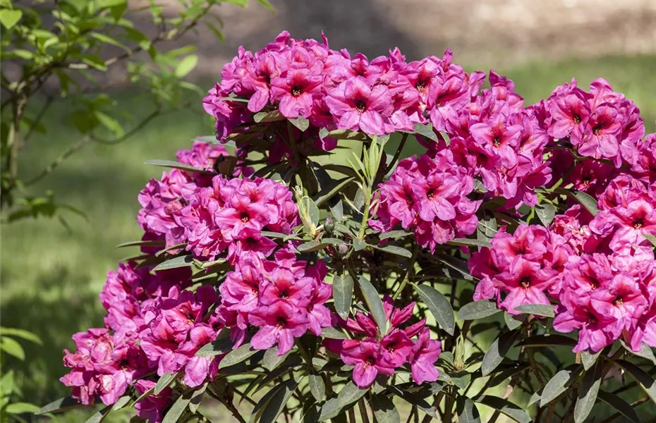 Der Rhododendron – der stilvolle Klassiker