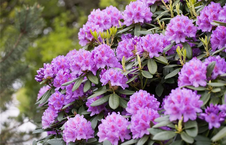 Der Rhododendron – der stilvolle Klassiker