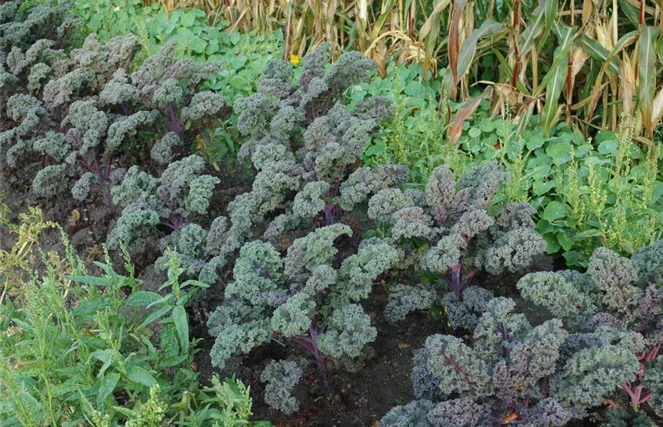 Aller Anfang ist (nicht) schwer - der erste eigene Garten