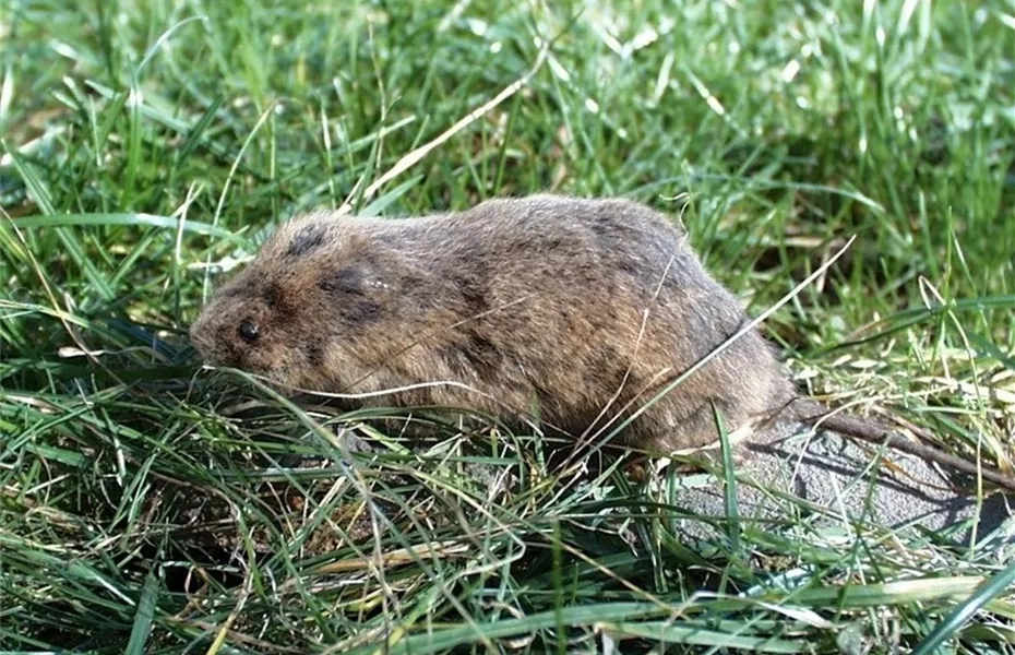 Der Boden im Blumenbeet: Vorbereitung und Pflege