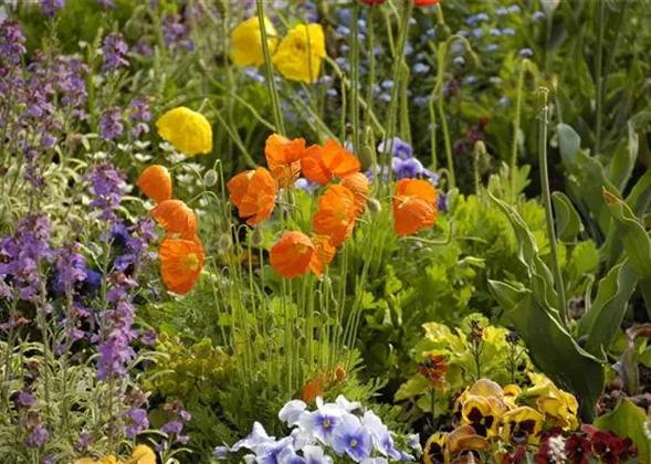 Mohn: Blütenzauber und Eleganz
