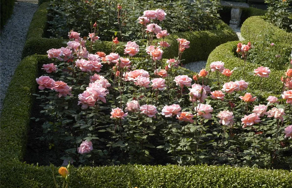 Von Artischocke bis Zucchini: alles für den Bauerngarten