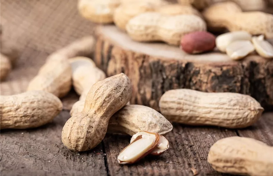 Erdnüsse im eigenen Garten 