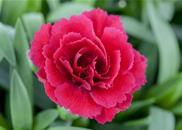 Der 1. Mai – was hat er mit Pflanzen und Blumen zu tun?