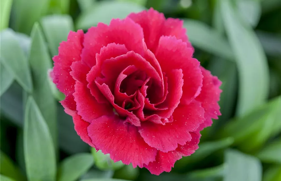 Der 1. Mai – was hat er mit Pflanzen und Blumen zu tun?