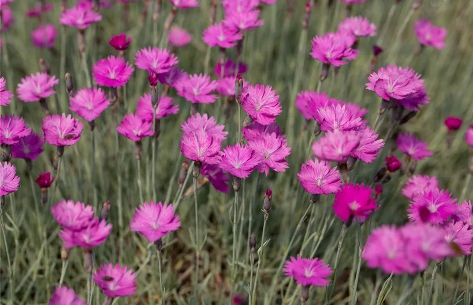 Der 1. Mai – was hat er mit Pflanzen und Blumen zu tun?
