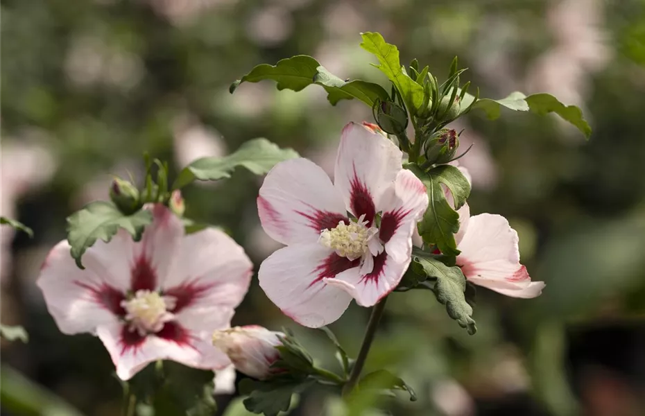 Der 1. Mai – was hat er mit Pflanzen und Blumen zu tun?