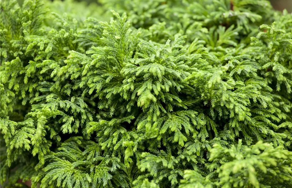 Was bringt der April dem Gärtner an Arbeit?