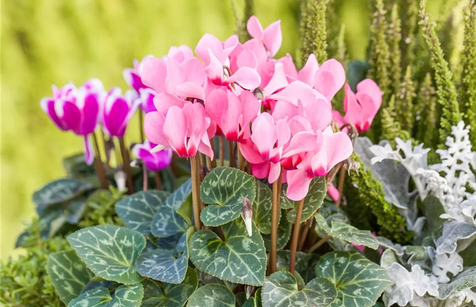 Alpenveilchen: Drinnen und draußen