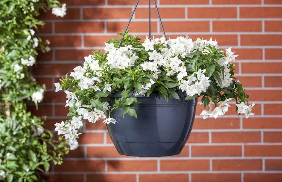 Der Sommerjasmin – alles andere als unscheinbar