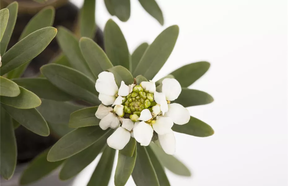 Die Schleifenblume – ein wahres Mauerblümchen