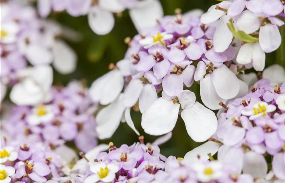 Die Schleifenblume – ein wahres Mauerblümchen