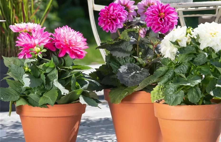 Bereit für den Sommer – Balkon und Garten blühen richtig auf