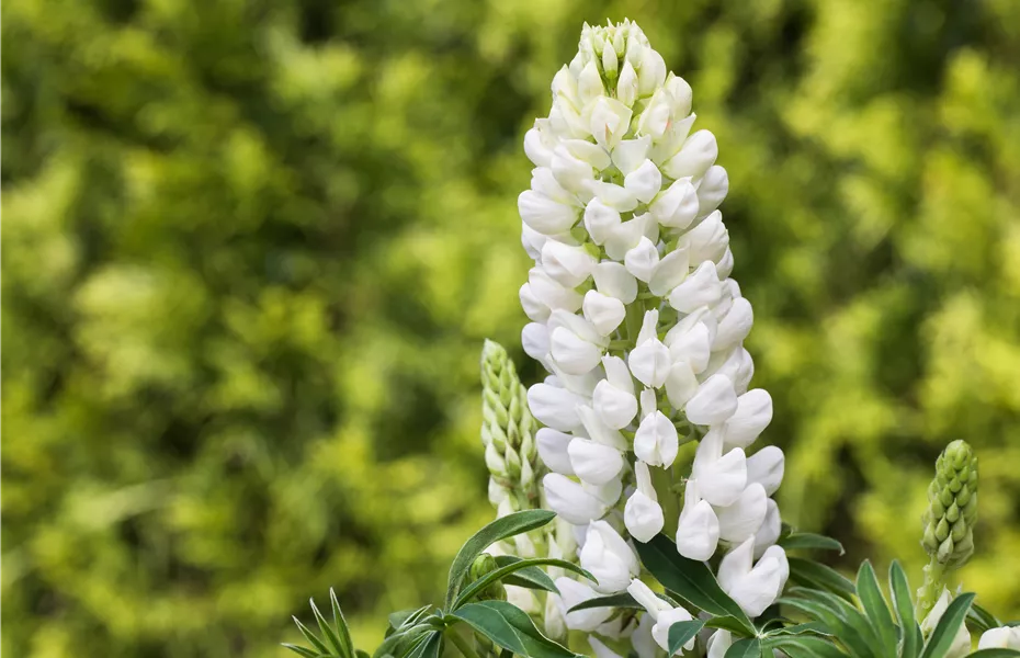 Lupinen, gut für den Garten und seine Bewohner