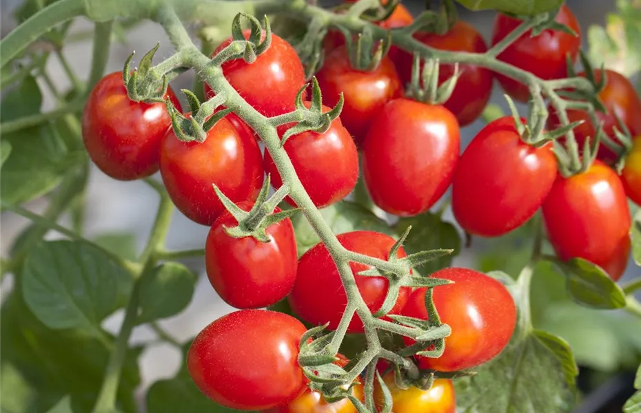 Die Tomate - Aroma, Schönheit und Genuss in eins